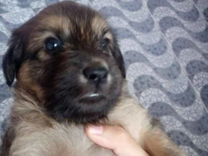 Cachorro ra a Poodle com vira lata idade Abaixo de 2 meses nome Scooby
