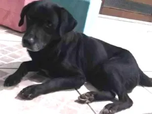Cachorro raça Vira lata idade 6 ou mais anos nome Tobias 