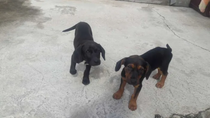 Cachorro ra a Vira-lata idade 2 a 6 meses nome Dog
