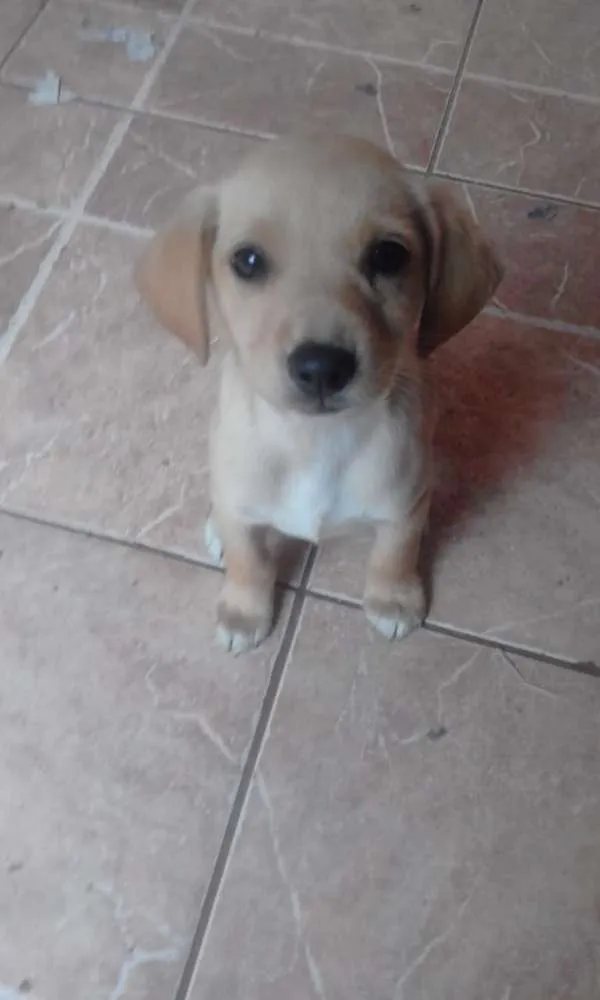 Cachorro ra a srd idade 2 a 6 meses nome tata, teté, titi