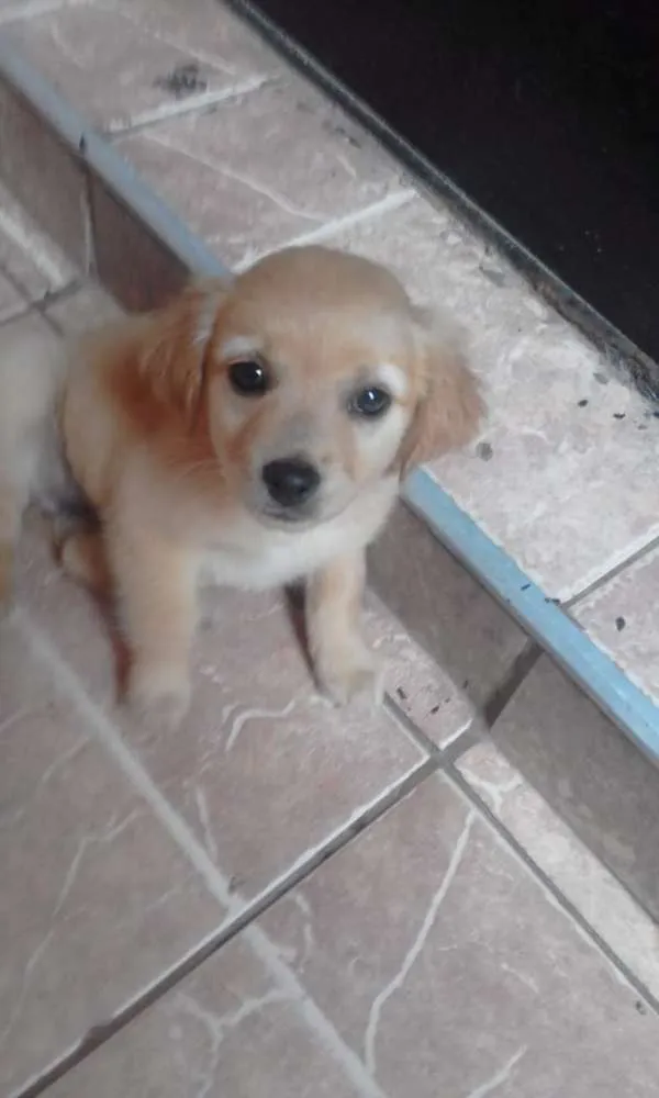 Cachorro ra a srd idade 2 a 6 meses nome tata, teté, titi