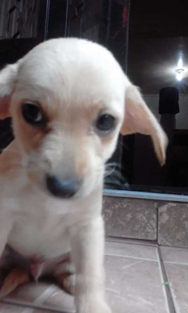 Cachorro ra a srd idade 2 a 6 meses nome tata, teté, titi