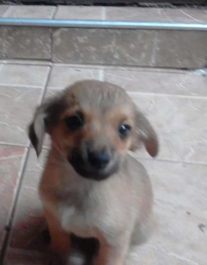 Cachorro ra a srd idade 2 a 6 meses nome tata, teté, titi