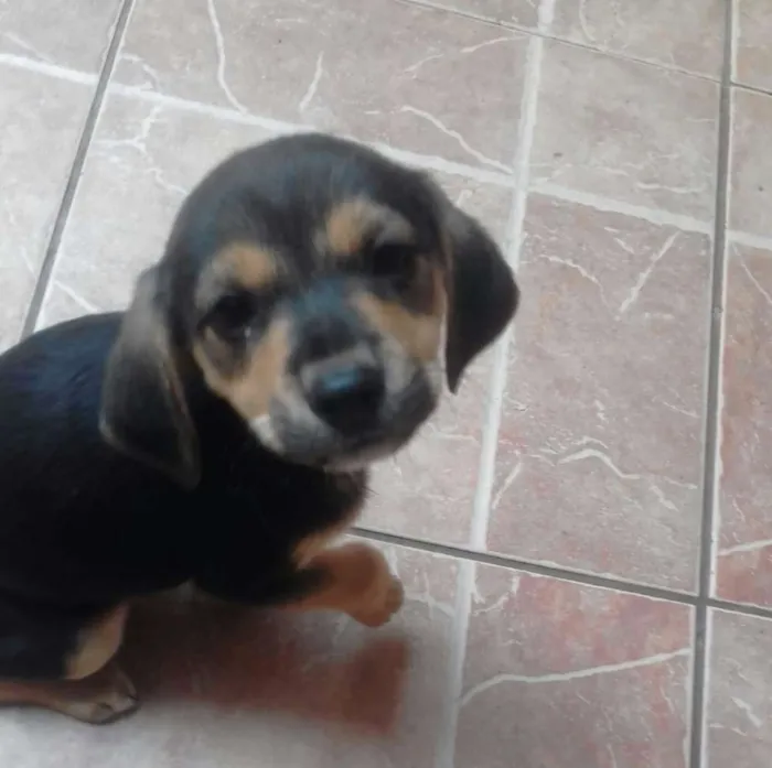 Cachorro ra a srd idade 2 a 6 meses nome tata, teté, titi
