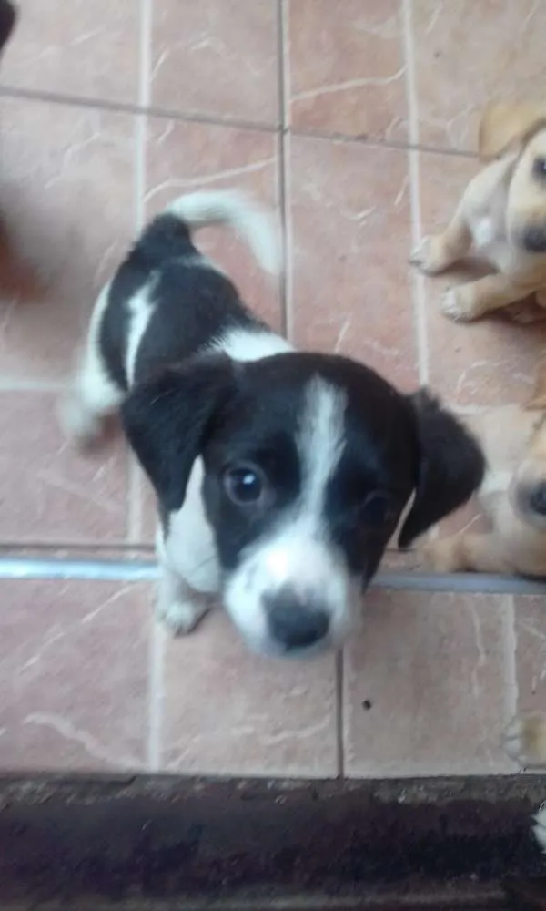 Cachorro ra a srd idade 2 a 6 meses nome tata, teté, titi