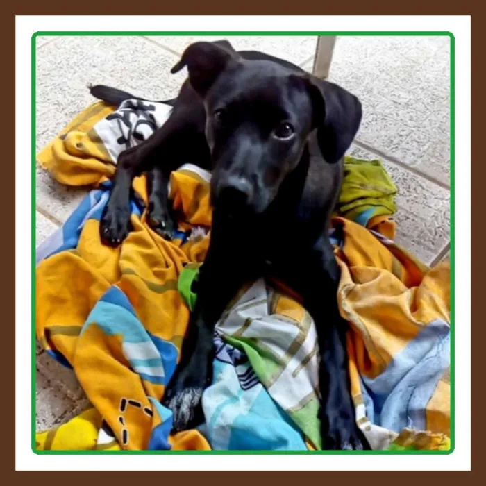 Cachorro ra a Srd mestiça de labrador idade 2 a 6 meses nome Pretinha