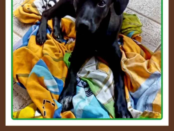 Cachorro ra a Srd mestiça de labrador idade 2 a 6 meses nome Pretinha