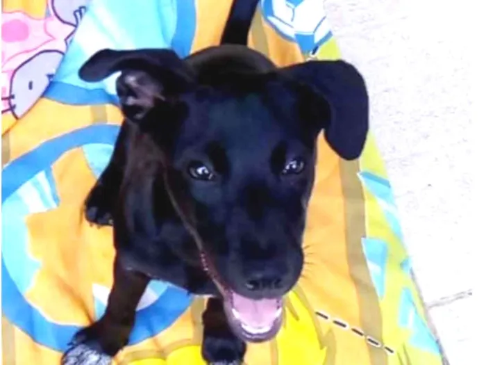 Cachorro ra a Srd mestiça de labrador idade 2 a 6 meses nome Pretinha
