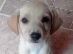 Cachorro raça srd idade 2 a 6 meses nome tata, teté, titi