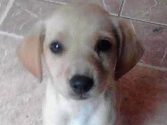 Cachorro ra a srd idade 2 a 6 meses nome tata, teté, titi