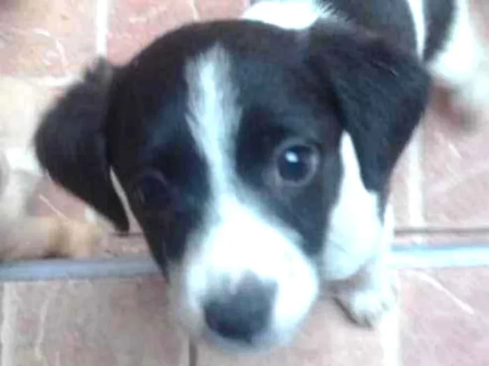 Cachorro ra a srd idade 2 a 6 meses nome tata, teté, titi