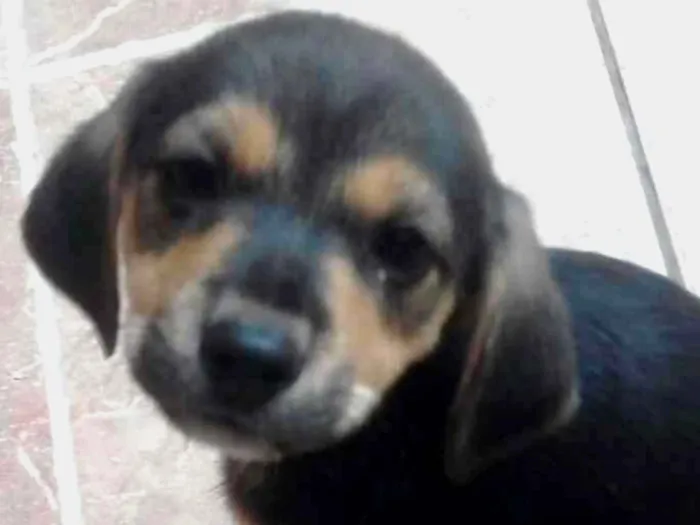 Cachorro ra a srd idade 2 a 6 meses nome tata, teté, titi