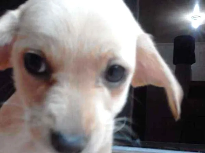 Cachorro ra a srd idade 2 a 6 meses nome tata, teté, titi