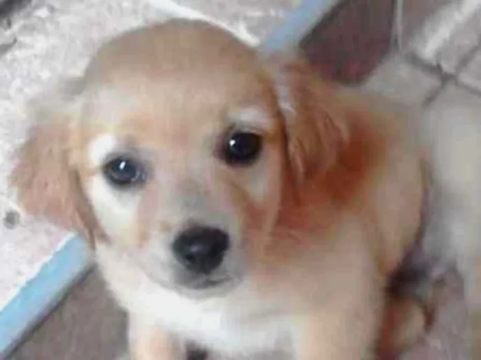 Cachorro ra a srd idade 2 a 6 meses nome tata, teté, titi