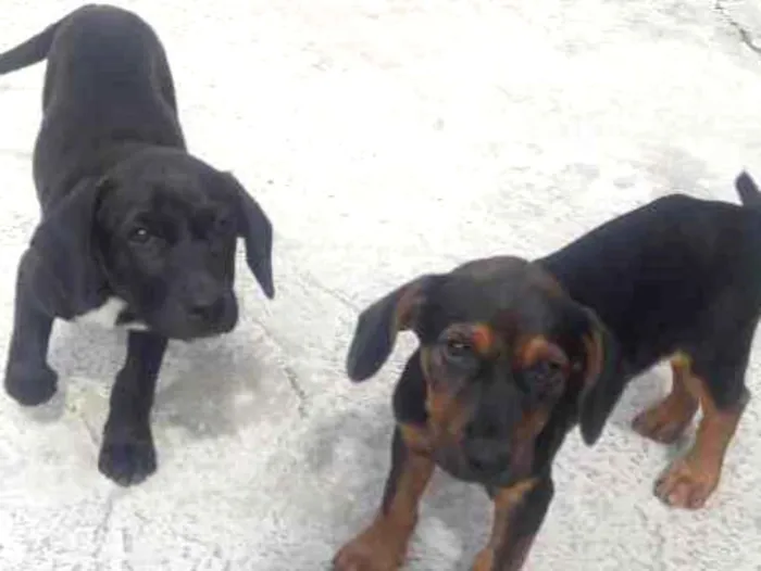 Cachorro ra a Vira-lata idade 2 a 6 meses nome Dog