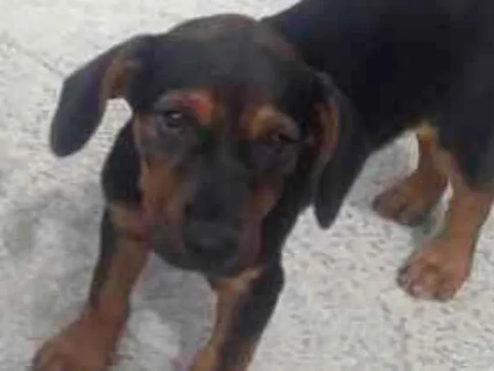 Cachorro ra a Vira-lata idade 2 a 6 meses nome Dog