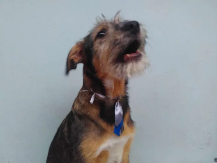 Cachorro ra a SRD idade 2 a 6 meses nome Sem Nome M