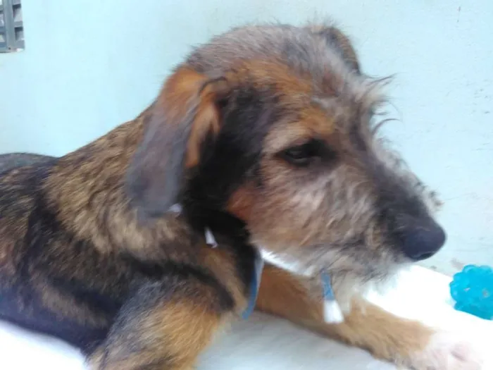 Cachorro ra a SRD idade 2 a 6 meses nome Sem Nome M