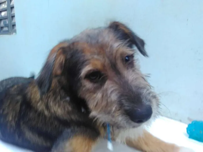 Cachorro ra a SRD idade 2 a 6 meses nome Sem Nome M