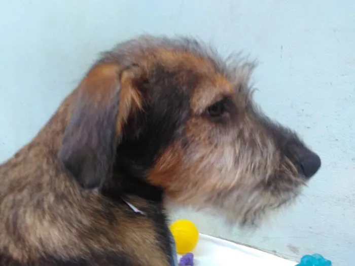Cachorro ra a SRD idade 2 a 6 meses nome Sem Nome M