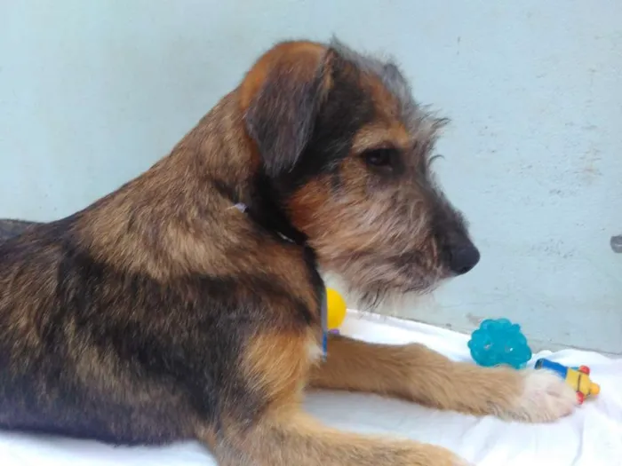 Cachorro ra a SRD idade 2 a 6 meses nome Sem Nome M