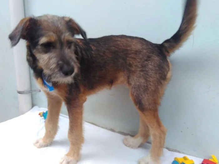 Cachorro ra a SRD idade 2 a 6 meses nome Sem Nome M