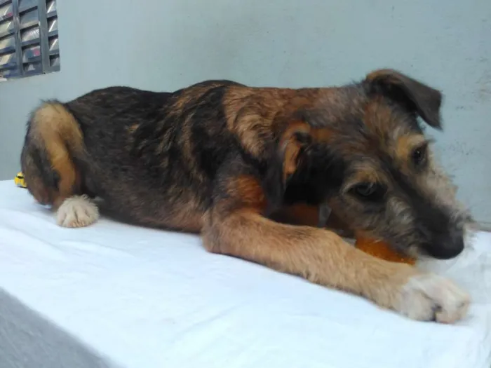 Cachorro ra a SRD idade 2 a 6 meses nome Sem Nome M