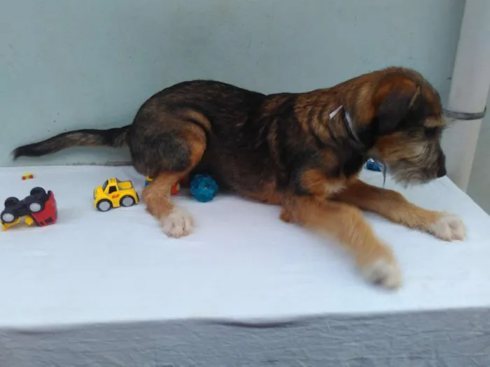 Cachorro ra a SRD idade 2 a 6 meses nome Sem Nome M