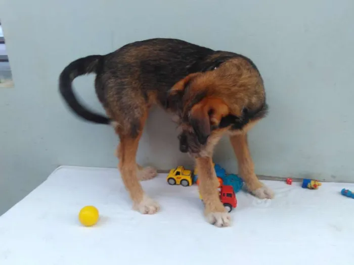 Cachorro ra a SRD idade 2 a 6 meses nome Sem Nome M