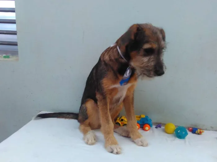 Cachorro ra a SRD idade 2 a 6 meses nome Sem Nome M