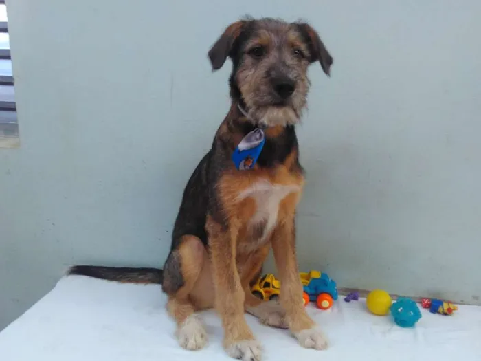 Cachorro ra a SRD idade 2 a 6 meses nome Sem Nome M