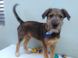 Cachorro raça SRD idade 2 a 6 meses nome Sem Nome M