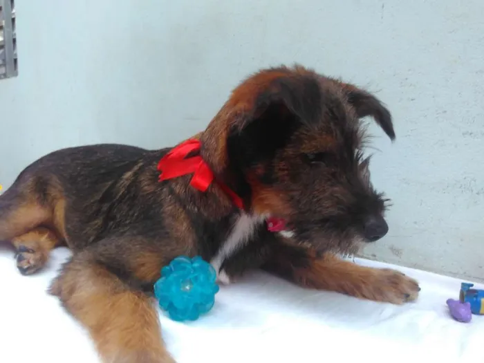 Cachorro ra a SRD idade 2 a 6 meses nome Sem Nome F