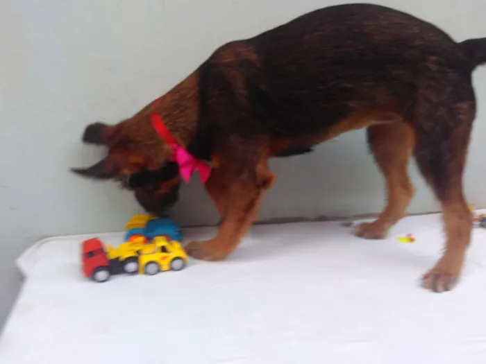 Cachorro ra a SRD idade 2 a 6 meses nome Sem Nome F