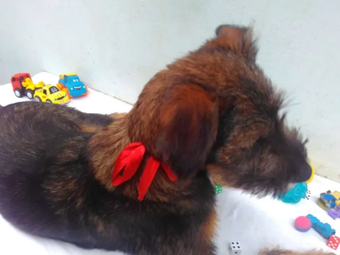 Cachorro ra a SRD idade 2 a 6 meses nome Sem Nome F