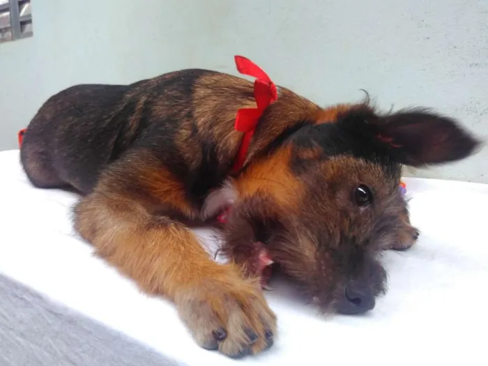 Cachorro ra a SRD idade 2 a 6 meses nome Sem Nome F