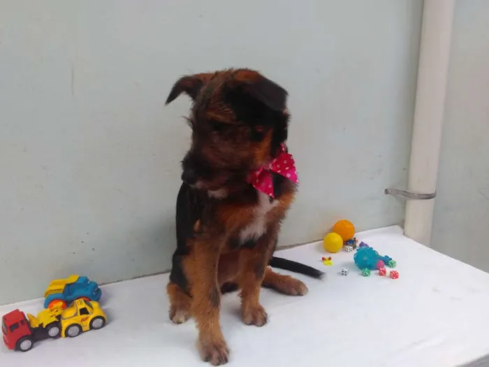 Cachorro ra a SRD idade 2 a 6 meses nome Sem Nome F