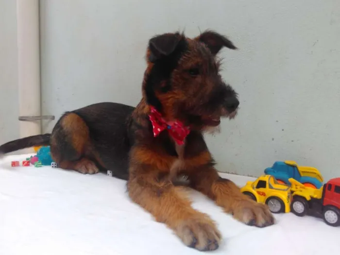 Cachorro ra a SRD idade 2 a 6 meses nome Sem Nome F