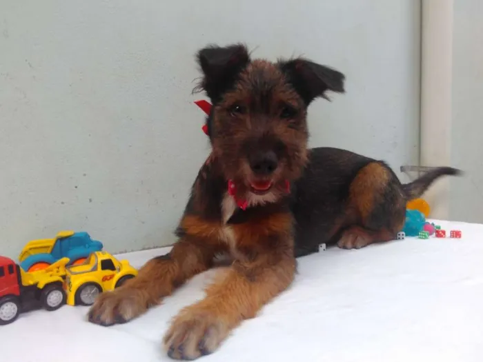 Cachorro ra a SRD idade 2 a 6 meses nome Sem Nome F