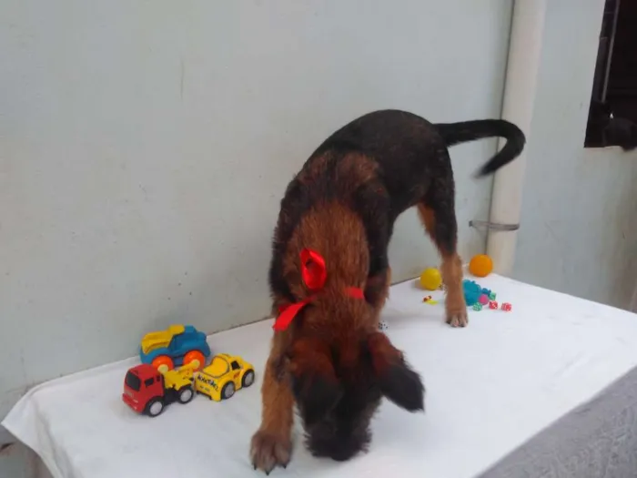 Cachorro ra a SRD idade 2 a 6 meses nome Sem Nome F