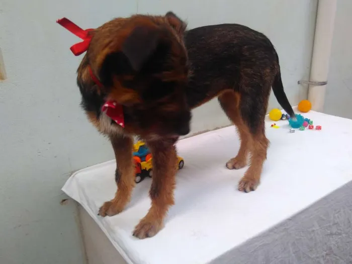 Cachorro ra a SRD idade 2 a 6 meses nome Sem Nome F