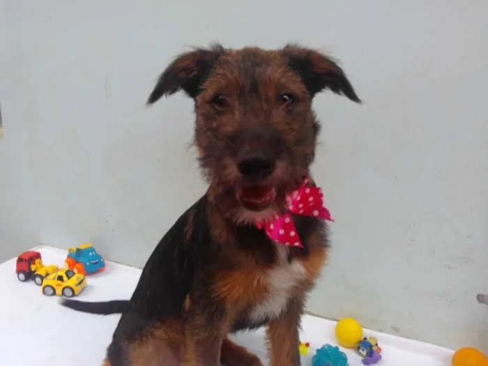 Cachorro ra a SRD idade 2 a 6 meses nome Sem Nome F
