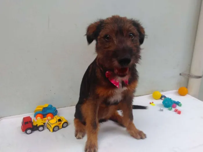 Cachorro ra a SRD idade 2 a 6 meses nome Sem Nome F