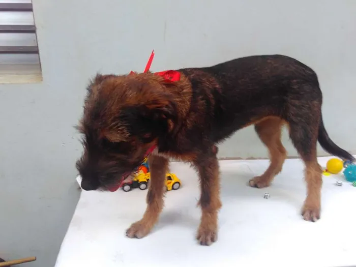 Cachorro ra a SRD idade 2 a 6 meses nome Sem Nome F