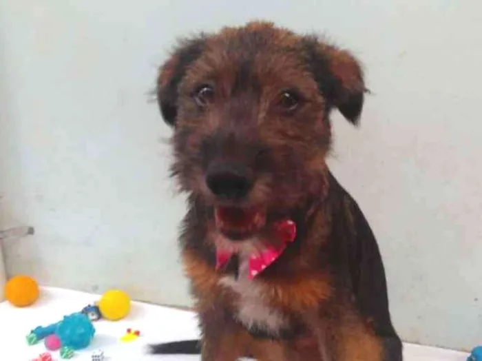 Cachorro ra a SRD idade 2 a 6 meses nome Sem Nome F