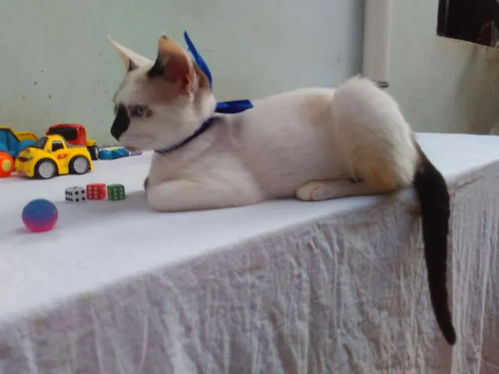 Gato ra a SRD  idade 2 a 6 meses nome Sem Nome 