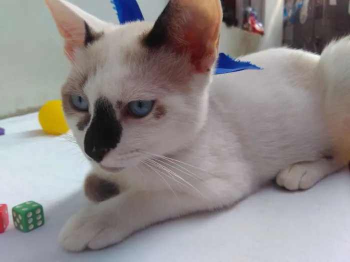 Gato ra a SRD  idade 2 a 6 meses nome Sem Nome 