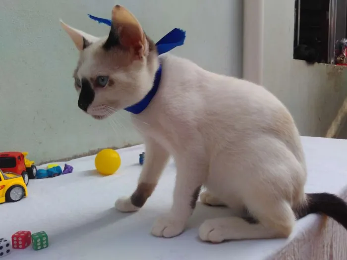 Gato ra a SRD  idade 2 a 6 meses nome Sem Nome 