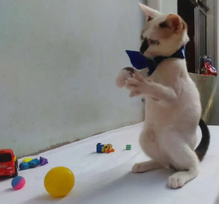 Gato ra a SRD  idade 2 a 6 meses nome Sem Nome 