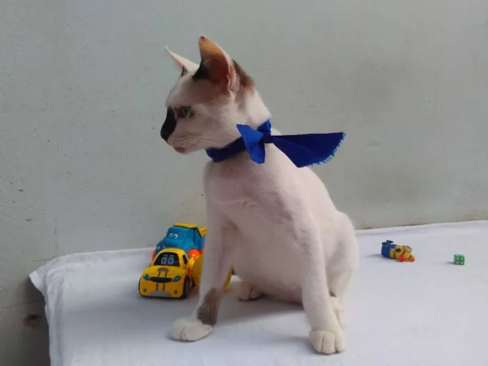Gato ra a SRD  idade 2 a 6 meses nome Sem Nome 